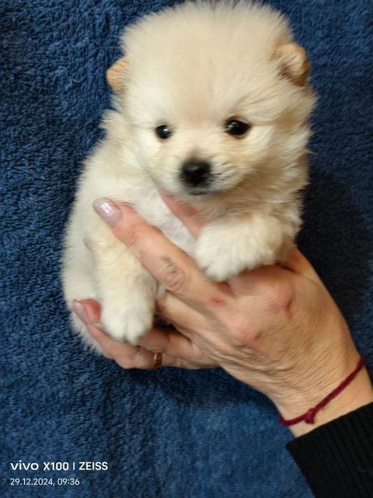 Белоснежные шпицульки.