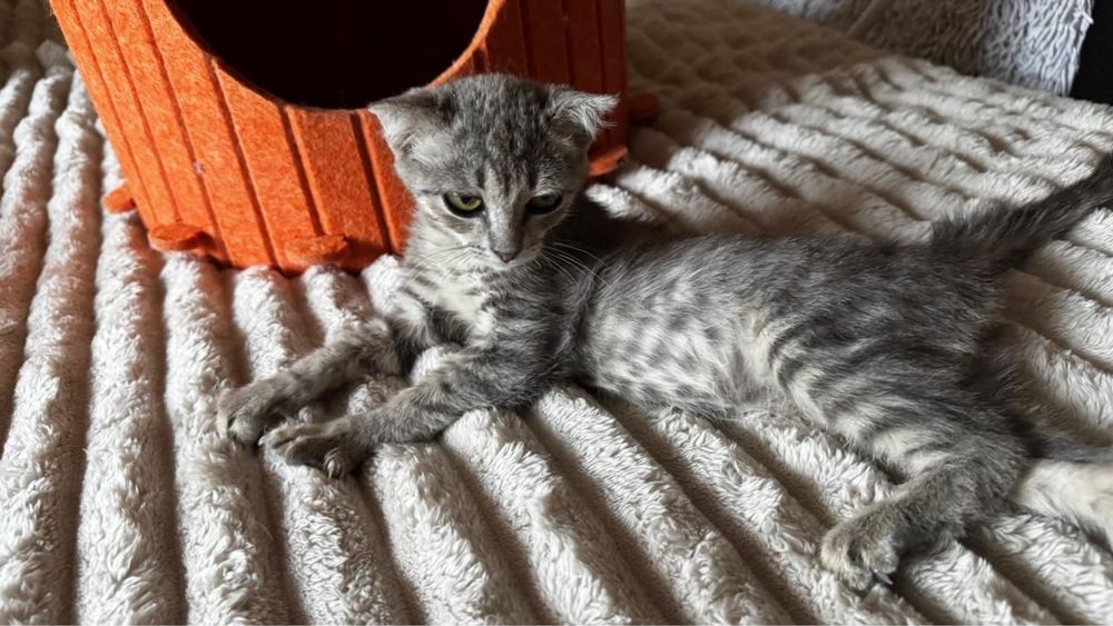 Котенок девочка 2 месяца вислоухая