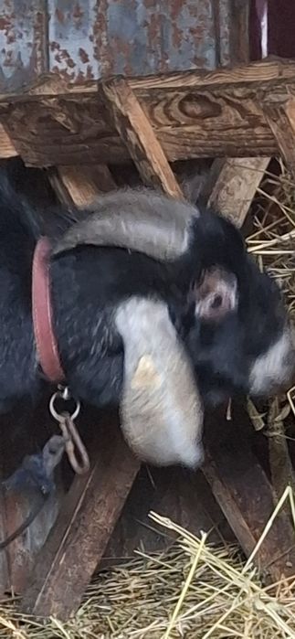 Vând capre și țapi saanen și anglo nubiene