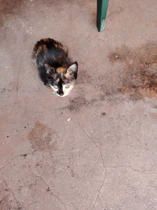 Подарявам котета на 6 месеца