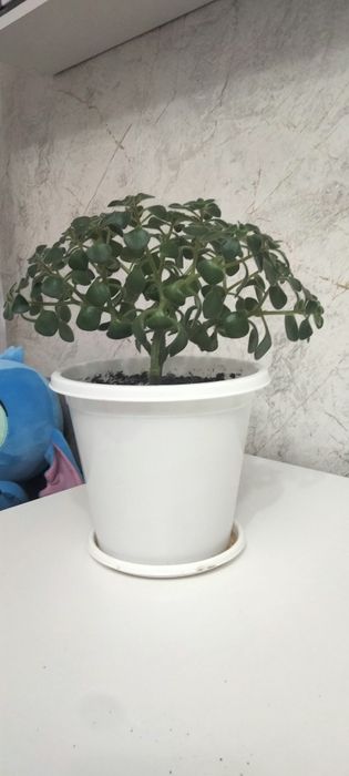 Продается аихризон