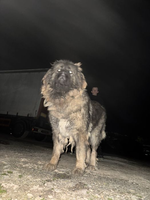 Продава кавказки овчарки