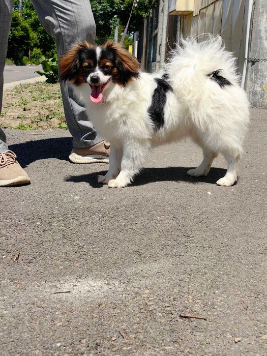 Papillon, mascul,  9 luni