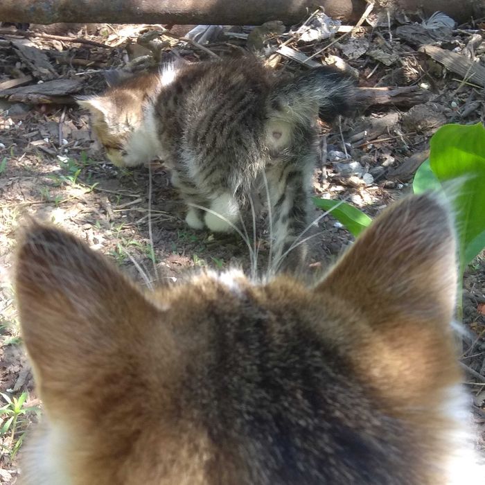 Отдам котёнка мальчика