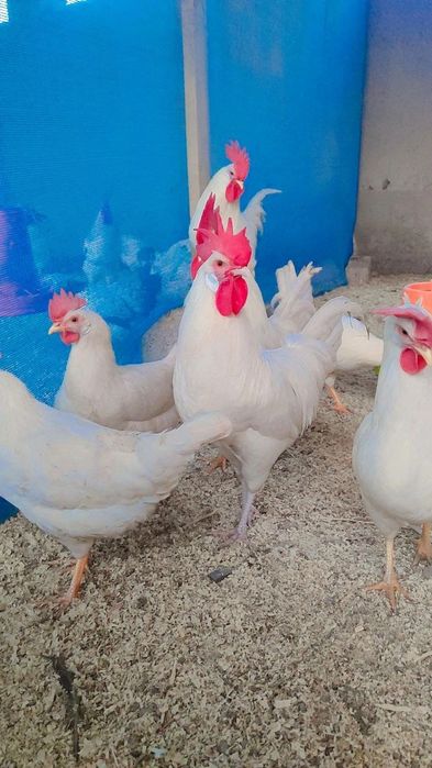 Легорун бели стандарт тухумлари ва жужаларига заказ оламиз