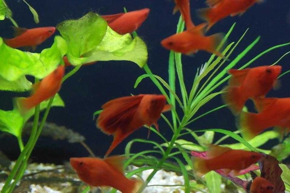 Аквариумни рибки хелер, хелер албино ред