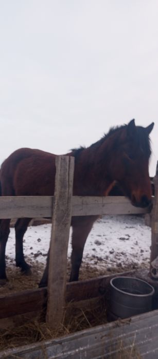 Продам лошадь.    Жеребца
