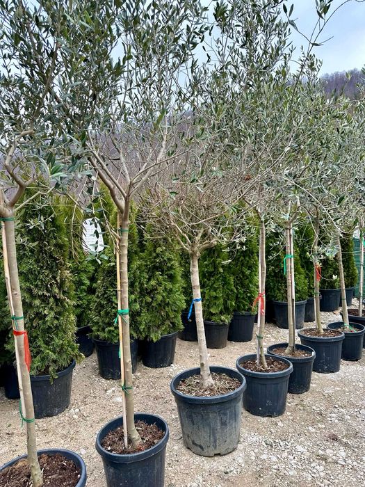 Amenajare Grădină cu Plante Ornamentale de Calitate