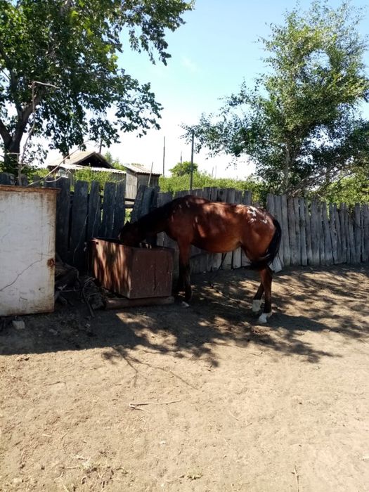 Продам лошадей.