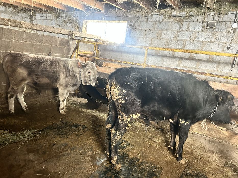 3 ай байланган бука сатылады