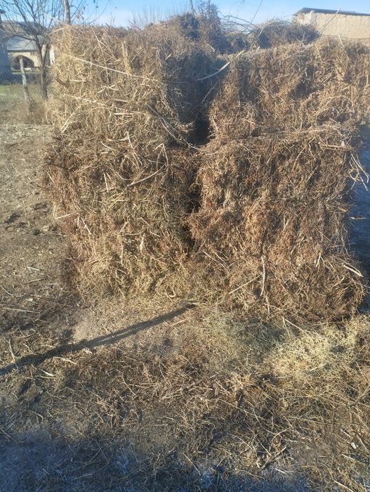 Жантақ пресс. Қызыл дән деген