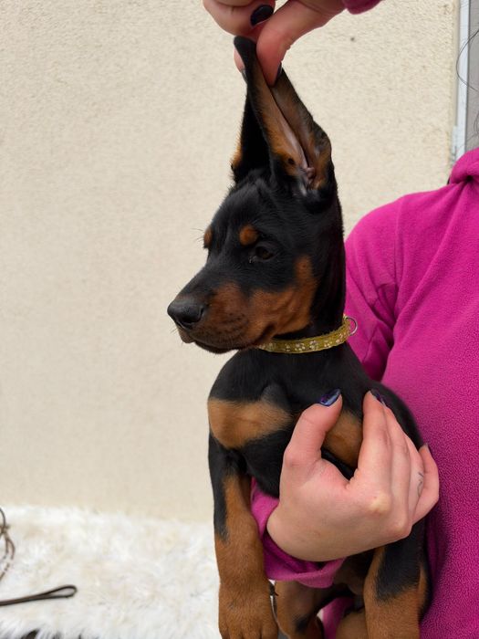 Femelă doberman de vânzare