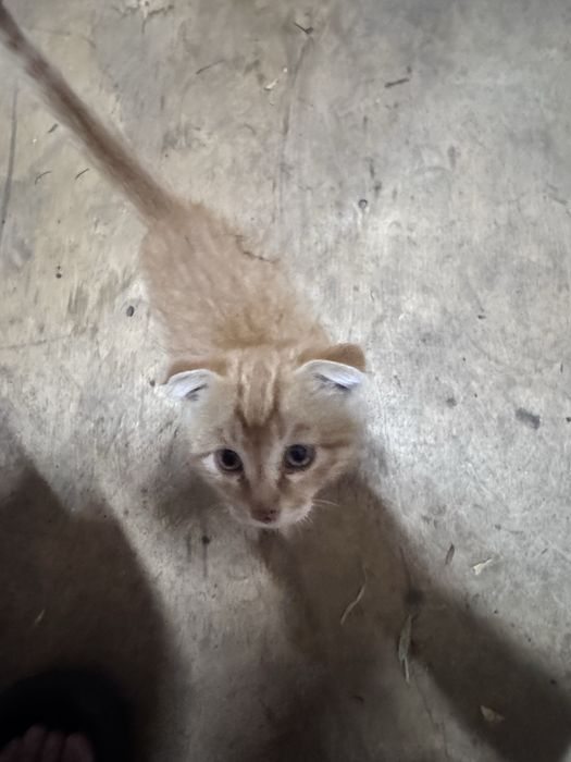 Отдам котенка вислоухого