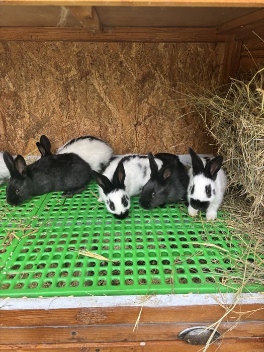 Iepuri Urias Pestrit German ( fluture german)