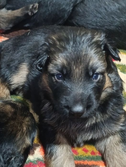 НЕМЦКАЯ АВЧАРКА длиношерстная