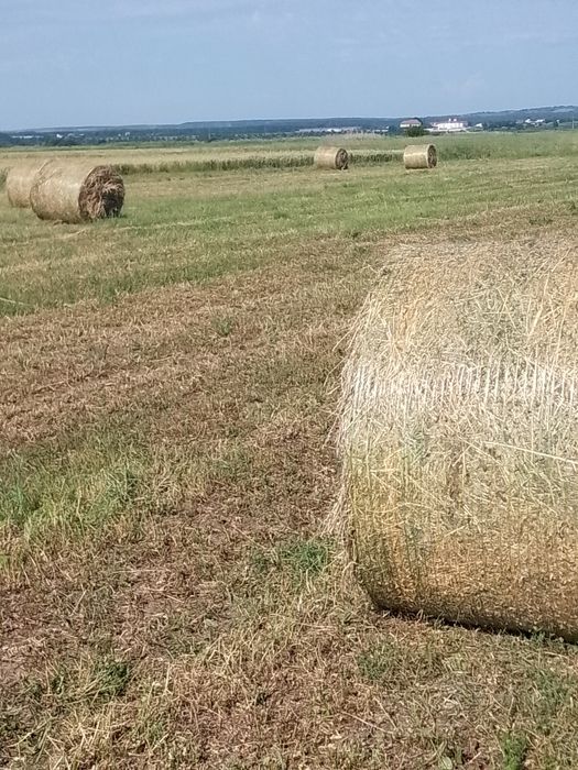 Vînd baloți de lucernă curată