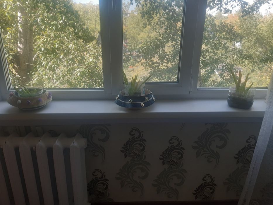 Алоэ  лечебный домашние