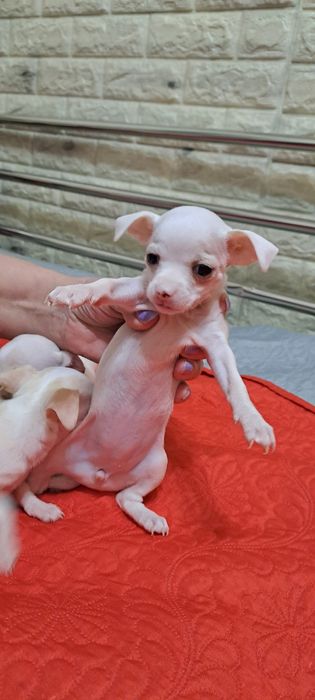 Щенки  чихуахуа.