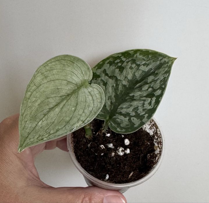 Сциндапсус Сильвер Клауд! Эпипремнум ! Комнатные цветы!