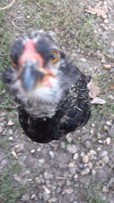 Vand cocoși Araucana