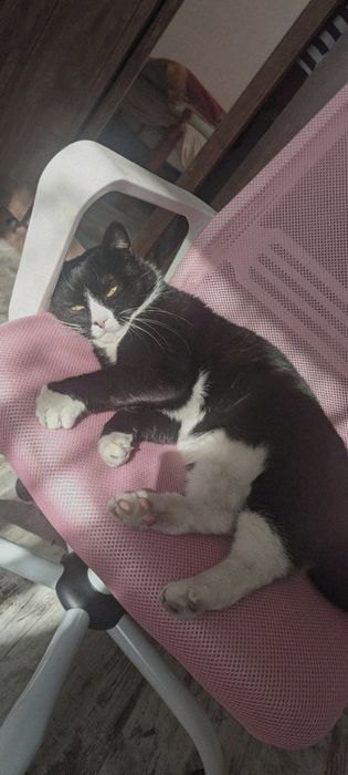 пропал чёрно - белый кот