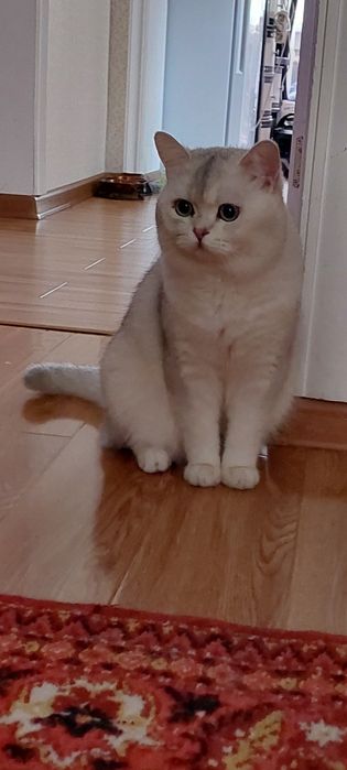 СРОЧНО!!! Продаётся Серебристая Шиншилла Ns11