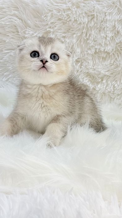 Чистокровный скоттишфолд