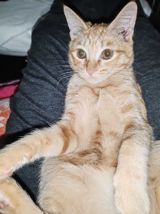 Котенок 3 мес домашний