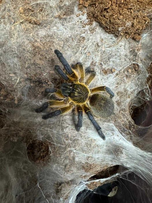Паук.Адультная самка Harpactira pulchripes.