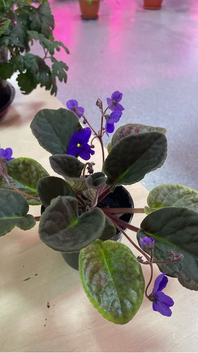 Цветы гиацинты, фиалки