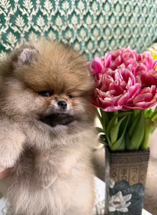 Щенок Померанского шпица, девочка