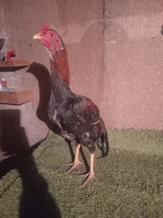 Продам жужя  июльский