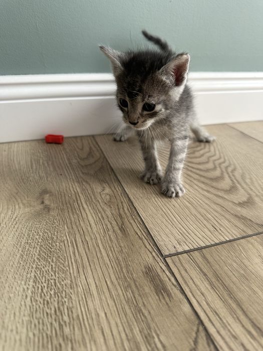 Pisici adoptie  motani