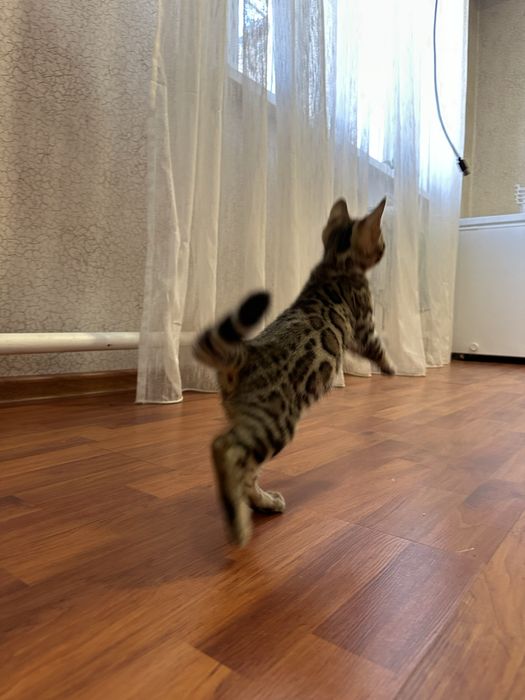 Котенок бенгальский 2 мес с родословной