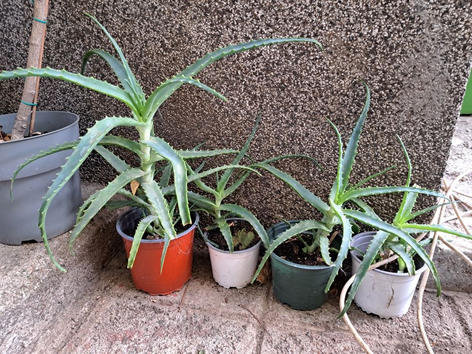 Алое растение в саксия 30см