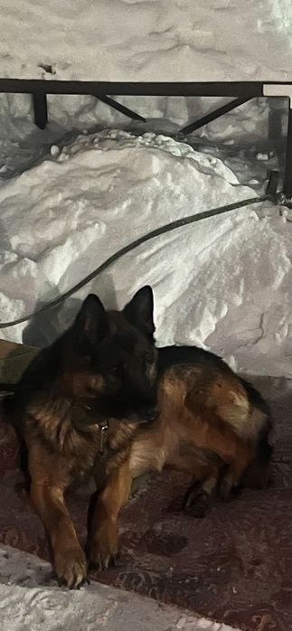 немецкой овчарка продам