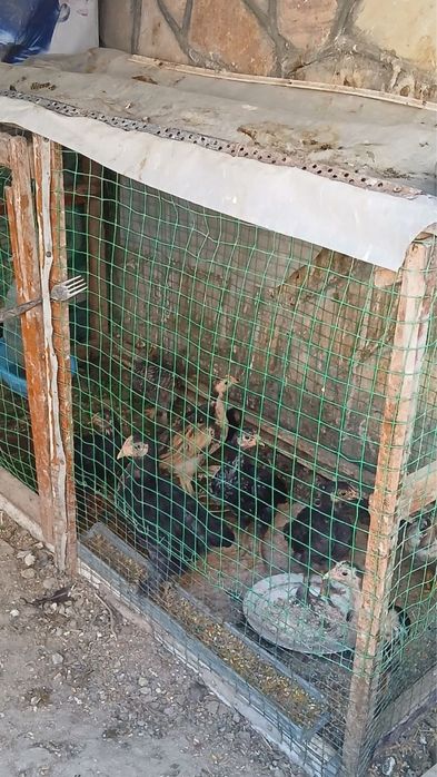 Продается кури и питухи