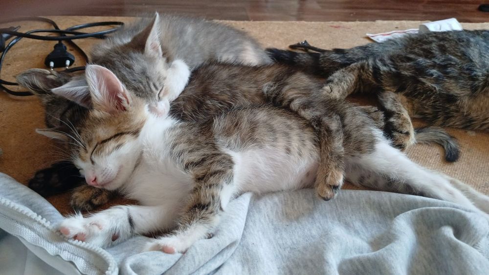 В добрые руки котят
