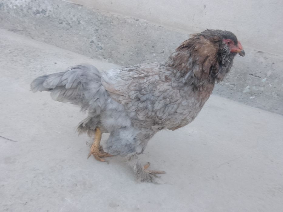 Brama tovuqlar sotiladi 2-3 kg