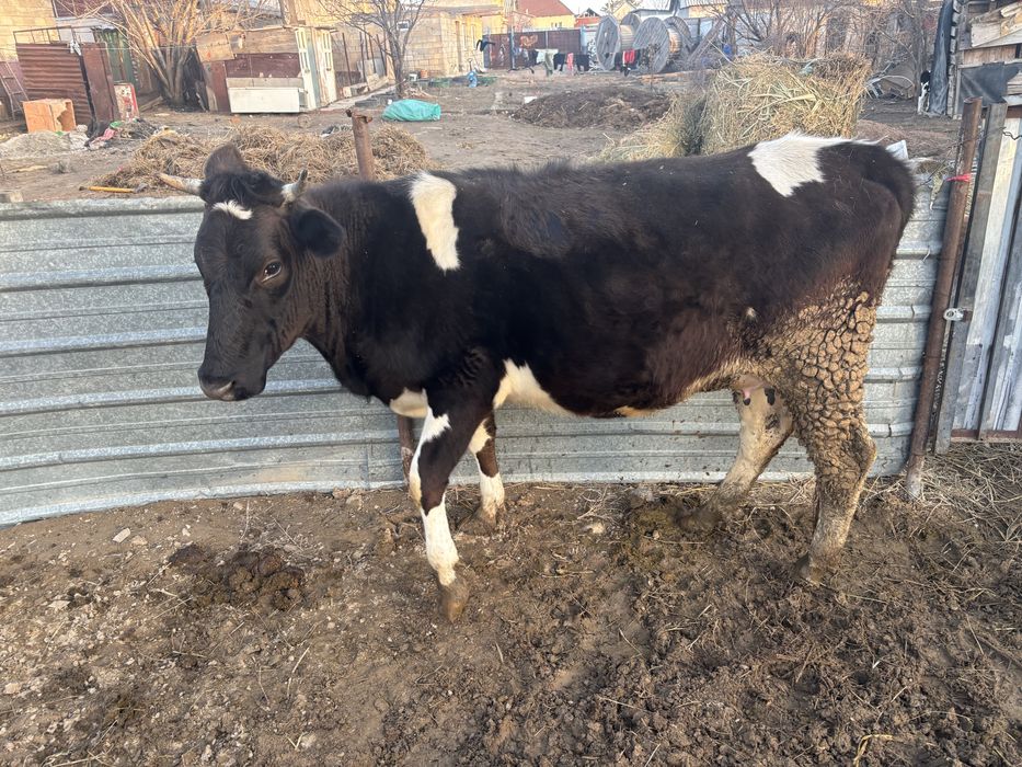 Продам корову с бычком первый отел