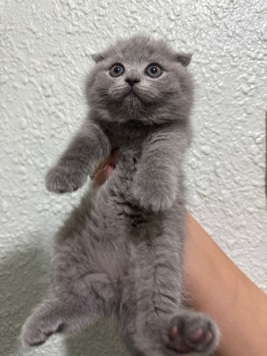 Продается скоттиш Фолд