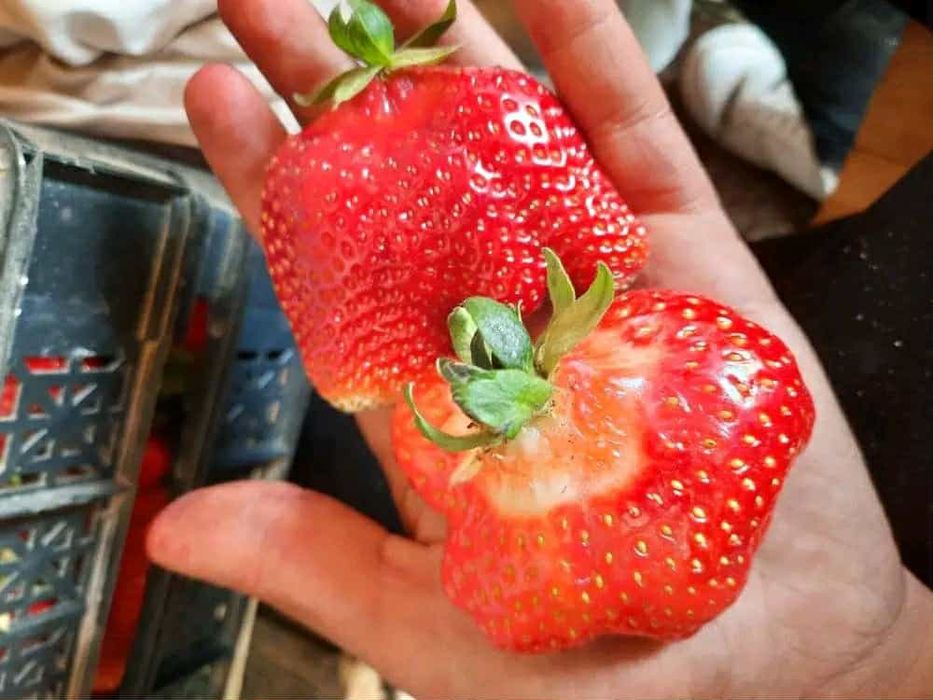 Расад Ягоди: Азия,КлериАлбион