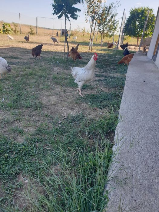 Cocoși de vanzare