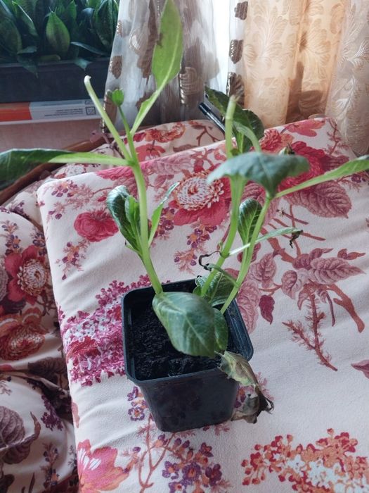 Продаю растения для дома