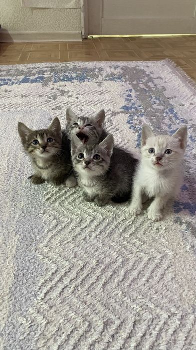 отдам в добрые руки)