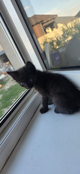 Милые котята в хорошие руки