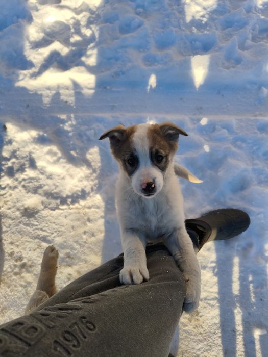 Donez 3 catei de curte