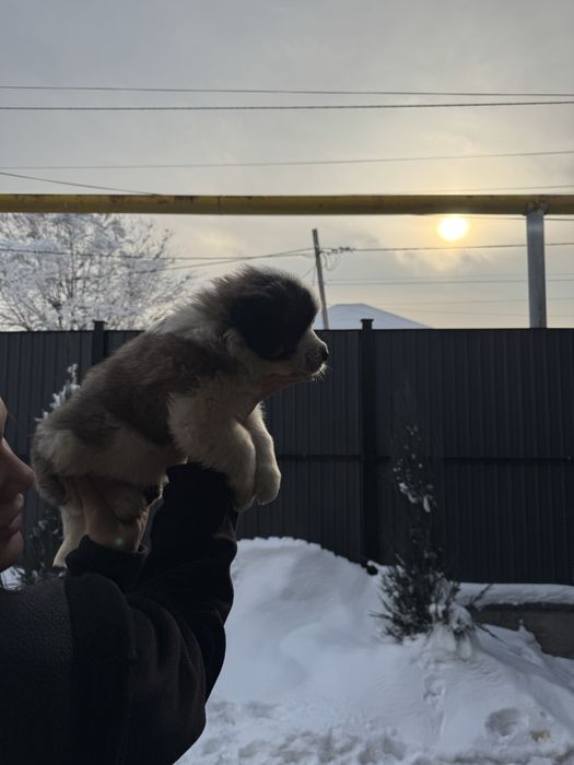 Щенки московской сторожевой