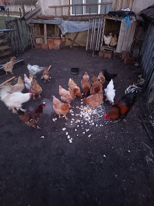 De vânzare găini 70 lei bucata