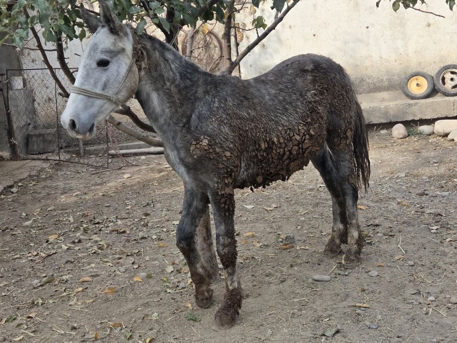 Сатылады тай линия